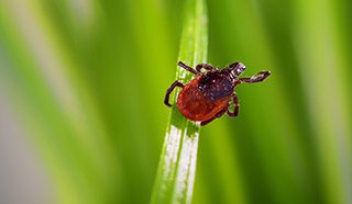 Asian-Long-Horned-Ticks
