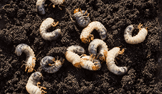 Asian-Long-Horned-Ticks